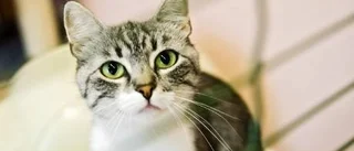 Högsäong för kattvänner