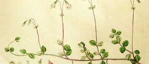 Konstens hyllning till Linné och till blommorna