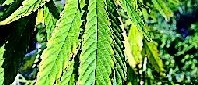Gårdshuset var rena cannabisfabriken