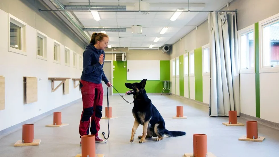 Avgångseleven Linnea Lindberg, visar hur hon tränar schäferhanen Viggo i preparatsök. Det är en inlärningsmodell som ligger till grund för vad narkotikahundar gör. Istället för narkotika används en liten, liten bit av röd kong som är en hundleksak gjord av naturgummi.
