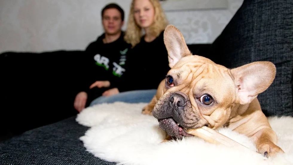 När paret har ledig tid tillsammans gillar de att ta det lugnt hemma och spendera tid med varandra och franska bulldogen Rut.