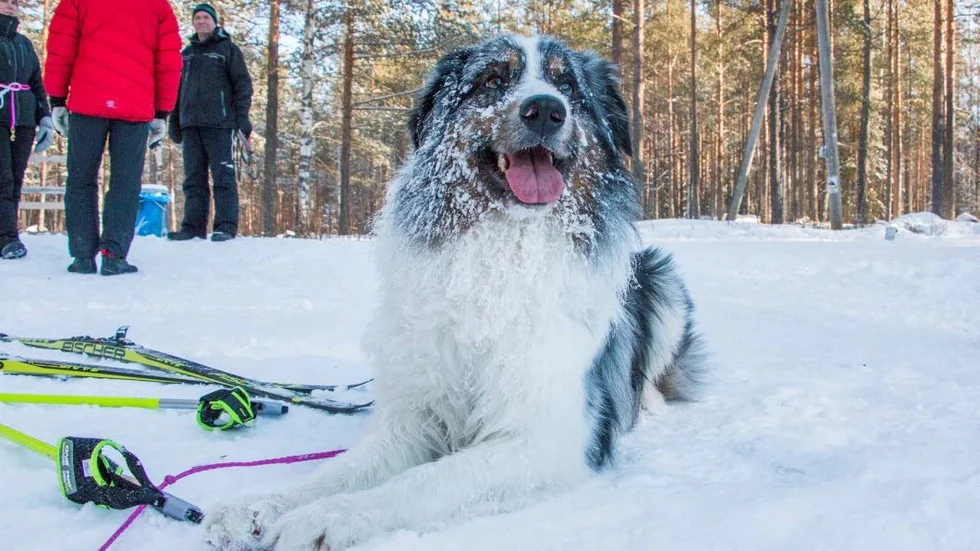 Hunden Rapp pustar ut efter en mil i spåret tillsammans med Anna Niskanen.