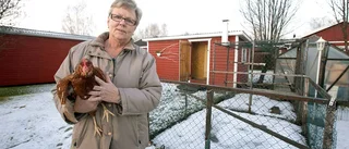 Uppskurna hönor fick avlivas