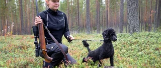 En pudel som älghund – Tuva redo att spåra vilt
