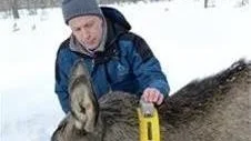 Älgkon som fick nummer 1920 är en av de trettio älgar som i mars 2013 märktes med ett GPS-halsband. GPS-spårningen har visat att älgko 1920 har elva mil att vandra mellan sitt vinter- och sommarområde. Professor Göran Ericsson  är en av de forskare som arbetar med projektet. (Arkivbild)
