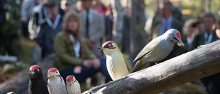 Kungen invigde ekoparkerna Varjisån och Piteälven