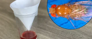 Knepet som faktiskt funkar • Forskarens tips: Så blir du av med bananflugorna