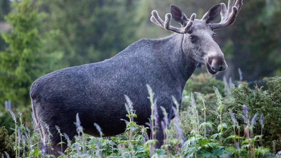 Behöver verkligen kommunjägaren avliva djuren som befinner sig i olika typer av svåra situationer i tätbebyggda områden i vår kommun? Skriver insändarskribenten.