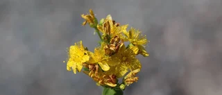 Sällsynta växter nedklippta