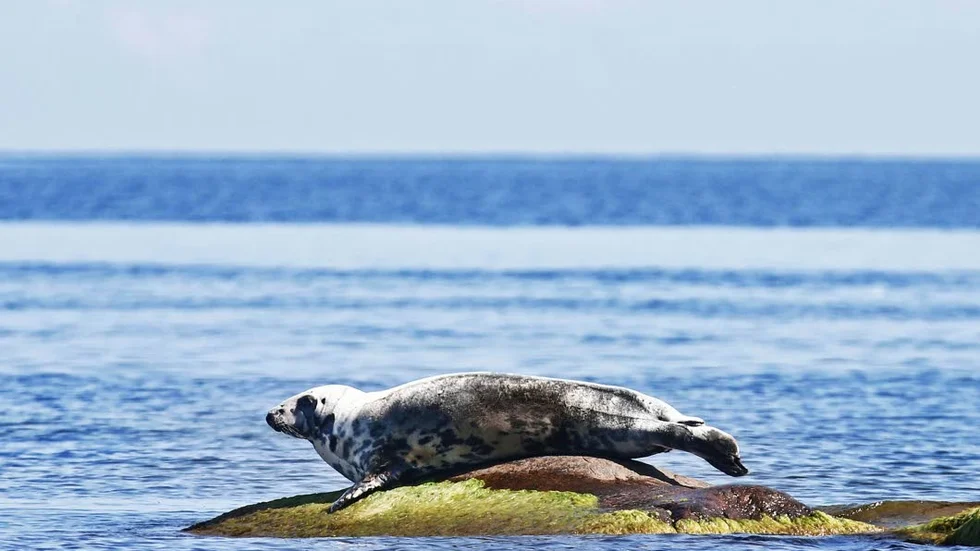 Både regionen och fiskarna vill se en minskning i antalet sälar. (Arkivbild)