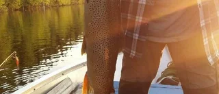 Storgäddor i Nappataget