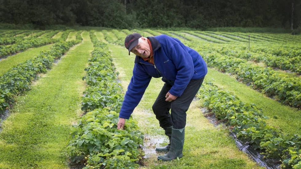 Det bli inget självplock hos Rolf Söderström och Gun Fabricius i sommar. 