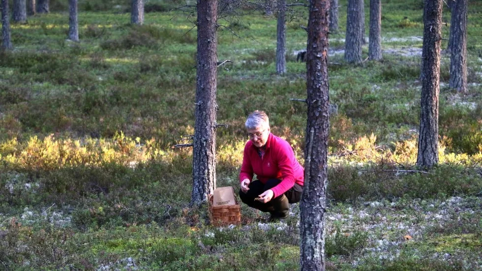 Njuter i fulla drag på den vackra heden gör Kristin Kjällgren. "Jag har blivit helt svamptokig"