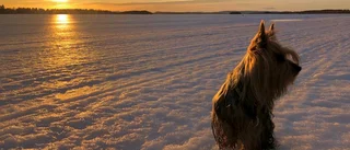 Aprilpromenad med hunden