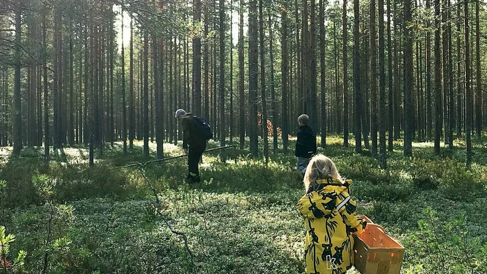 Svampplockning är den perfekta avkopplingen från examensarbetet som tar all min tid och energi just nu.