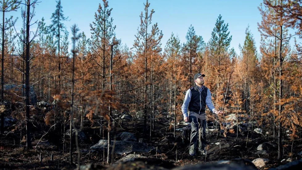 Sveaskog är bekymmrade över att eldningsföbudet i Piteå, som startade den 22 juli, inte efterföljs. Skogsvårdsledaren Karl Tiger vill att folk respekterar förbudet. (Arkivbild)