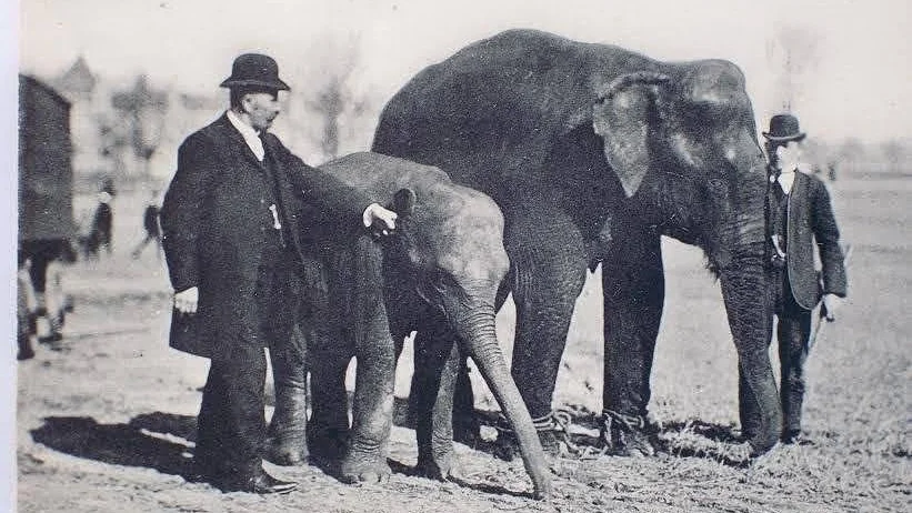 1907. Topsy tillbaka i fångenskap.