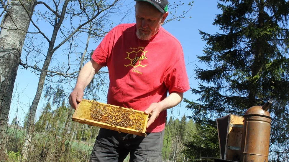 Det har blivit allt mer populärt att flytta bisamhällen. Det får bitillsynsman Bengt Linder att påminna om vikten av att besikta bina innan. Foto: Charlotte Madestam
