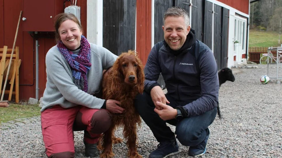 Evalena och Thomas Swenson driver Stora Björksveds lilla fårgård och den irländska zettern Molly, åtta år, försöker hålla koll på lammen som springer på gårdsplanen.