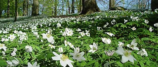 QUIZ: Vad kan du om vårens blommor?