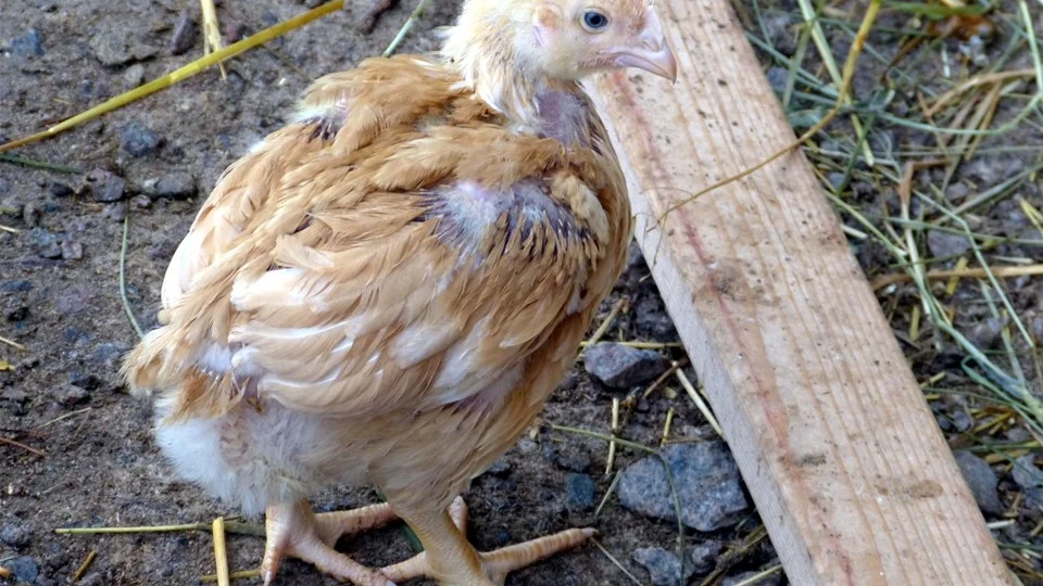 När kycklingarna kommer till Storgården är de en dag gamla och väger 35 gram. När de 70 dagar senare slaktas väger de omkring 2,4 kilo. Här är en kyckling som är cirka fyra veckor gammal. Foto: Leif Larsson
