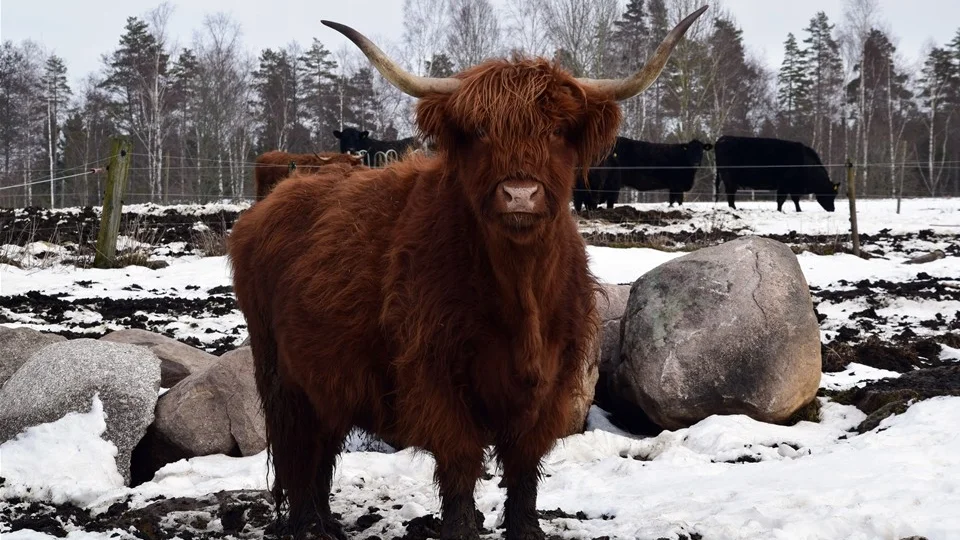 En av gårdens nötdjur av rasen Highland Cattle. Foto: Morgan Karlsson