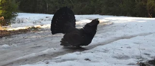 Vill skydda tjädern från vindkraft