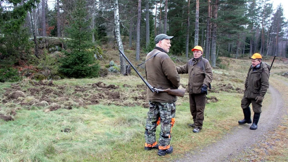 Classe Klaesson, Svante Ottosson och Jan Ottosson konstaterar att vildsvinen nyligen lämnat spår i marken.
