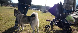 Hunden Yrja skadades allvarligt av vildsvin