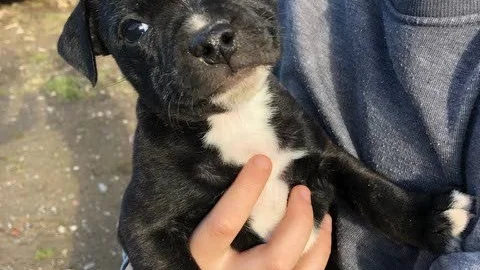 I mitten av mars utökas familjen med valpen Penny, en staffordshire bullterrier.