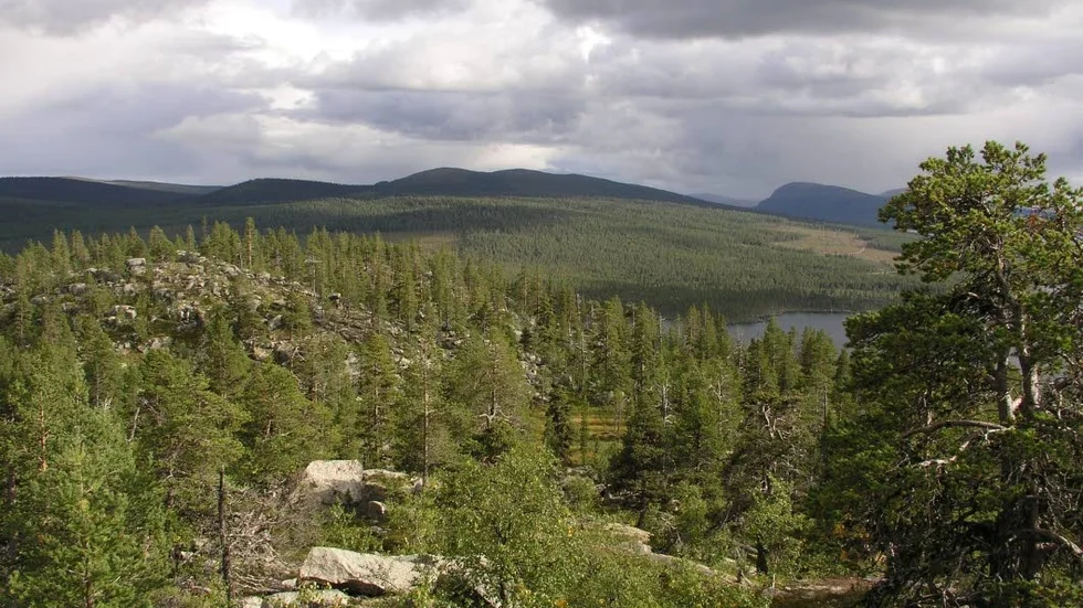 Skyddsvärd skog.
Grrenpeace vill skydda 20 procent av den produktiva skogen.