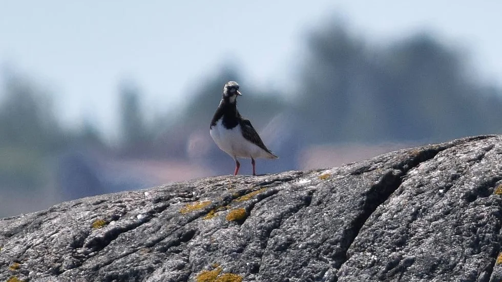 Ovanlig. Roskarlen är ganska ovanlig, men håller sig ändå kvar i norra skärgården.