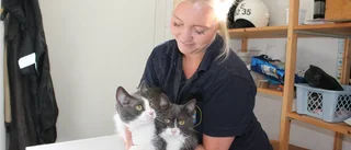 Två katter i polisförvar