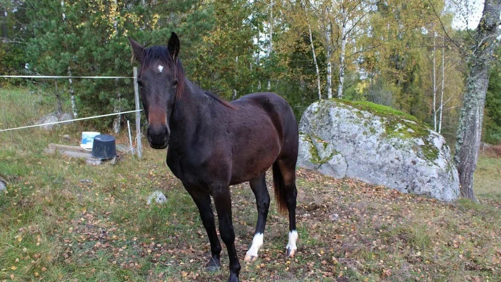 Gårdens häst. New foreststoet Decibelle är en av dem som äter fodret.