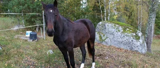 Stor efterfrågan på hästfoder