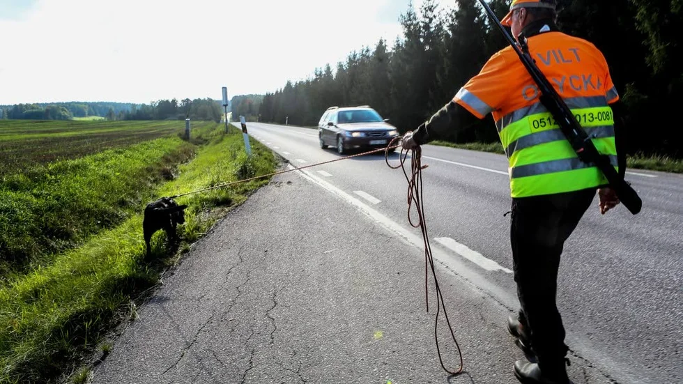 Håkan Jansson och jaktlabradoren Wilma, tio år, på plats utmed riksväg 35.