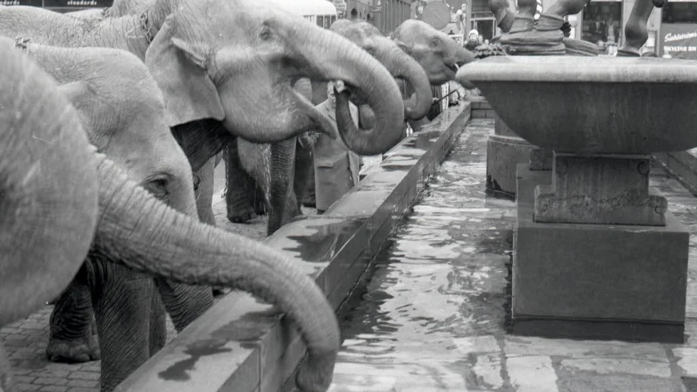 1961. Cirkusen hade kommit till stan, och på väg längs Storgatan släckte elefanterna törsten här.