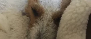 Sally – en ensamkommande hund