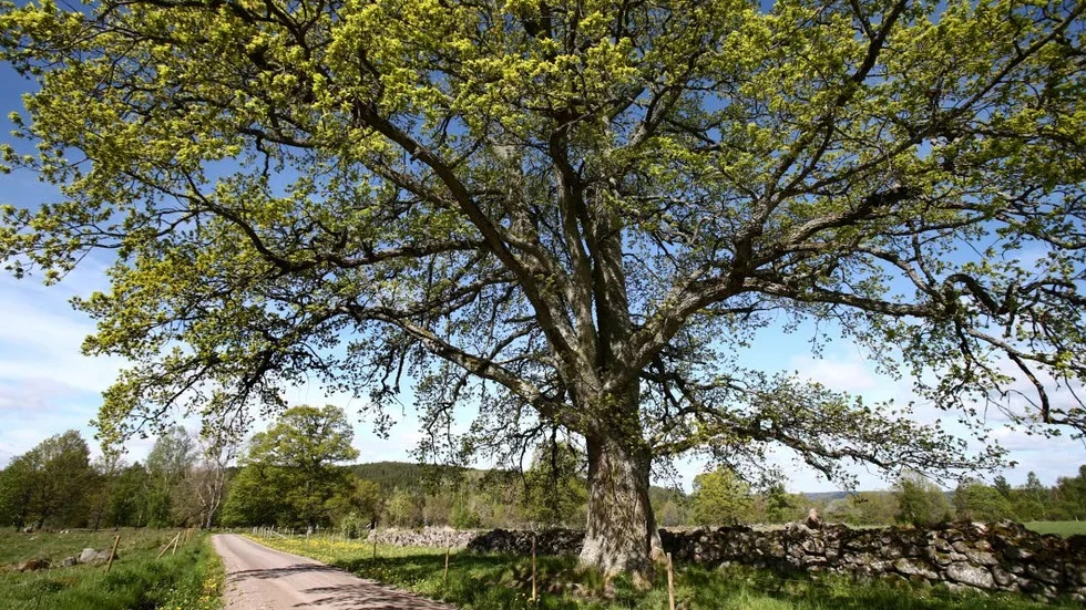 Ek. Ett illa sett trädslag hos bönderna förr i tiden, skriver Lars Vikinge.
