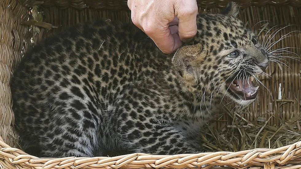 Leopard. Som lever.