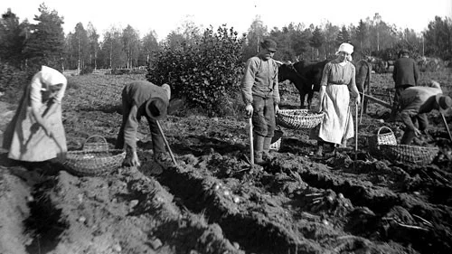 Att sätta och att plocka potatis var ofta en angelägenhet man hjälptes åt med. Foto: Vimmerby kommuns digitala bildarkiv