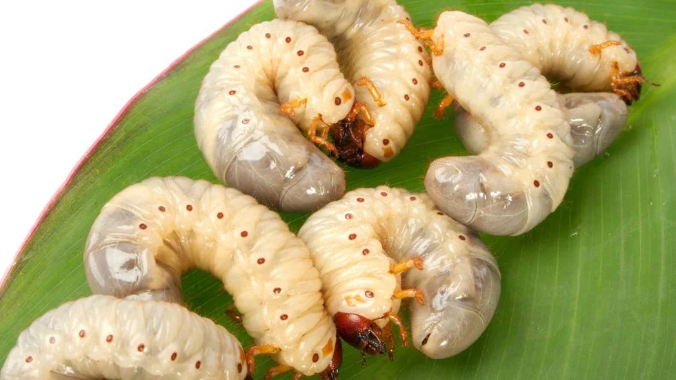 Insekter. Du kan få i dig mer än ett halv kilo insekter per år.