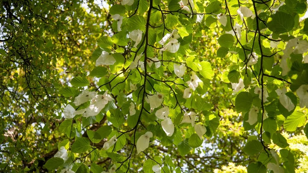 Kleenex? Nä, det är näsduksträdet som blommar i Bodnant Garden.