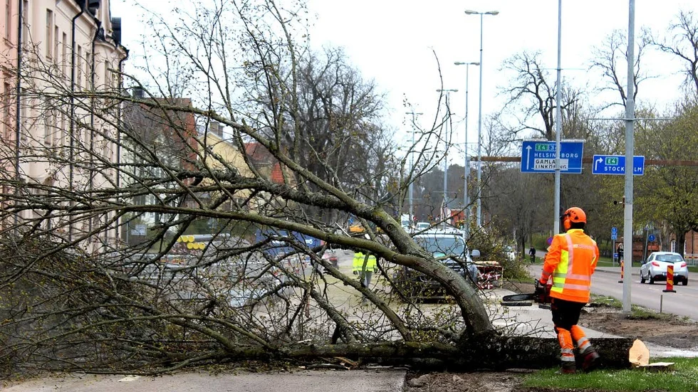 Avverkning. Nu fälls lönnarna som står i vägen för kommunens planerade byggen.