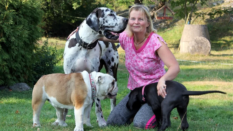 Iva Andersson är ständigt omgiven av djur. Här med Infinity von Wiederholz (Sophie), som är en grand danois, Charlene (Skrynklan), en engelsk bulldog och Sophies nio veckor gamla valp. Foto: Lena Dahlberg