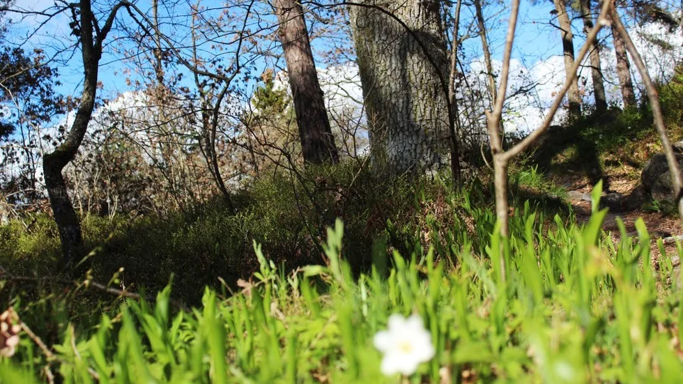 Inventeringar har visat på höga naturvärden, nyckelbiotoper och flera rödlistade och hotade arter i det aktuella området.