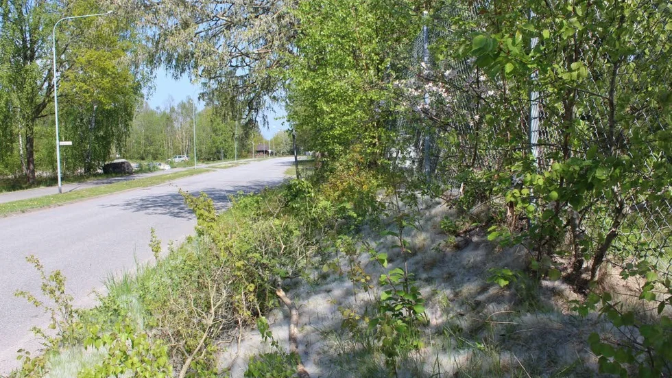 Aspfrön längs Laxgatan, Västervik, med trädet i bakgrunden.