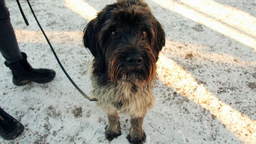 Att använda koppel kan rädda din hunds liv.