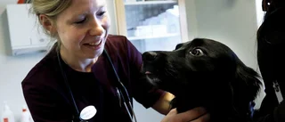 Motalaveterinär fick nyföretagarpris
