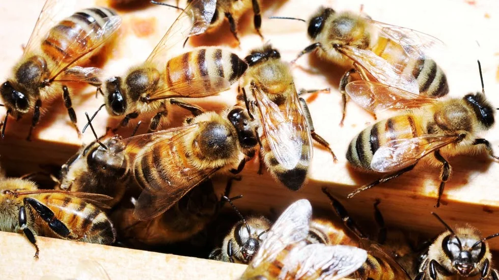 Bikunskap. Många är intresserade av bin men har kanske inte kunskapen som krävs för att starta en biodling.